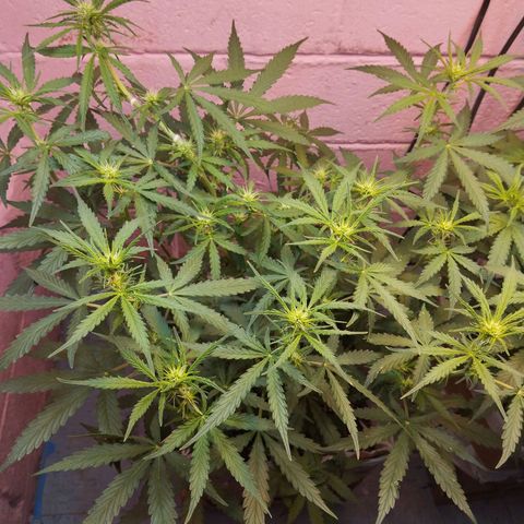Mandarina y especias (Betty) 48gr growlog timeline photo