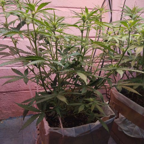 Mandarina y especias (Betty) 48gr growlog timeline photo