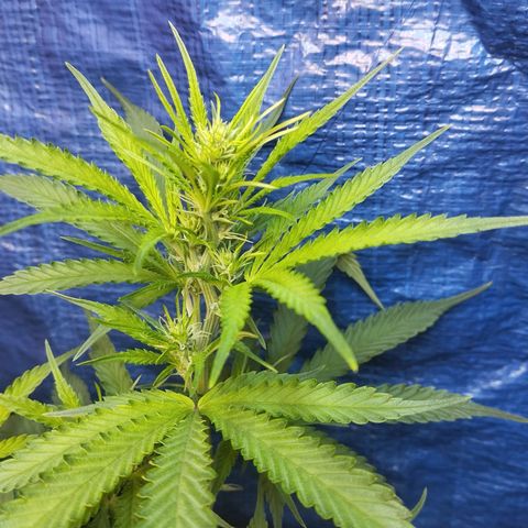 Sarah "la flaca"  111gr growlog timeline photo