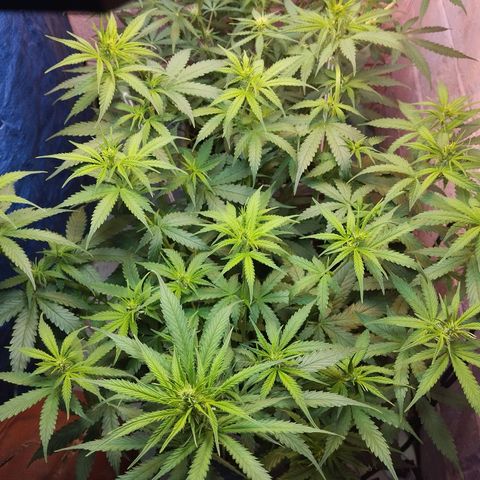 Sarah "la flaca"  111gr growlog timeline photo