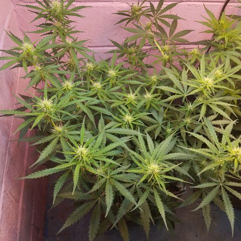 Mandarina y especias (Betty) 48gr growlog timeline photo