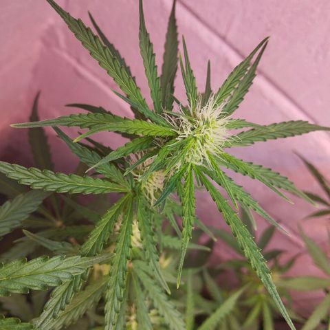 Mandarina y especias (Betty) 48gr growlog timeline photo