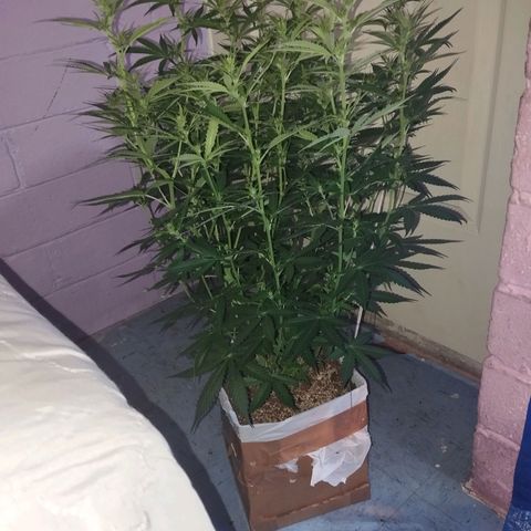 Sarah "la flaca"  111gr growlog timeline photo