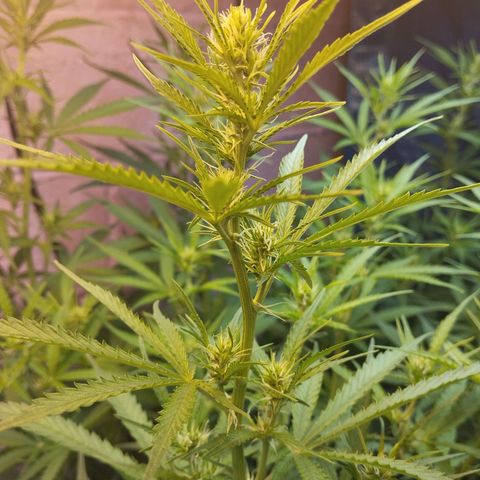 Sarah "la flaca"  111gr growlog timeline photo