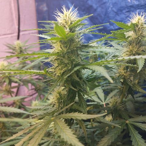 Mandarina y especias (Betty) 48gr growlog timeline photo