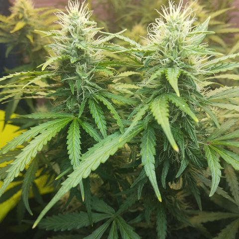 Mandarina y especias (Betty) 48gr growlog timeline photo