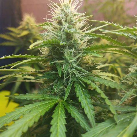 Mandarina y especias (Betty) 48gr growlog timeline photo