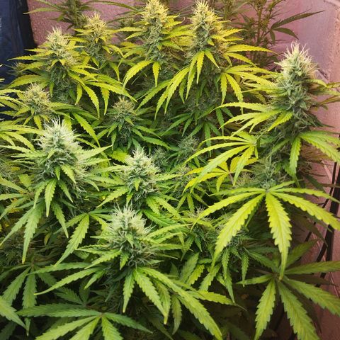 Mandarina y especias (Betty) 48gr growlog timeline photo