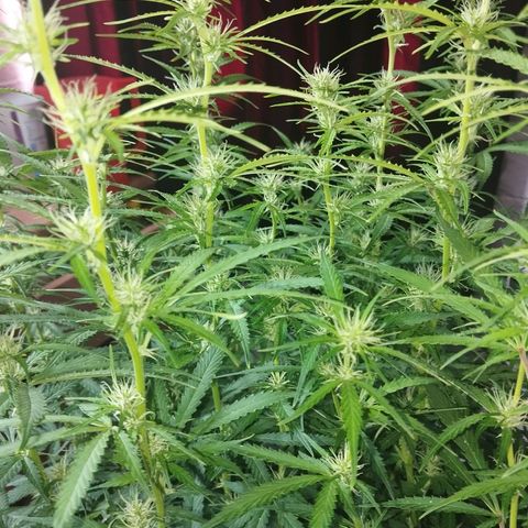 Sarah "la flaca"  111gr growlog timeline photo