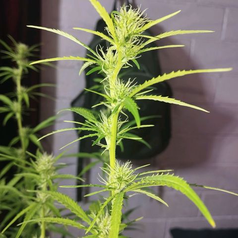 Sarah "la flaca"  111gr growlog timeline photo
