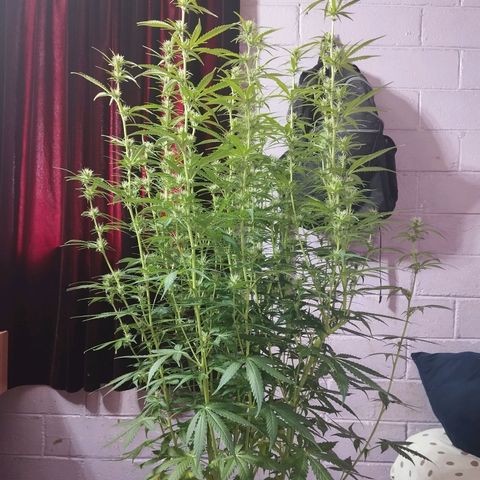 Sarah "la flaca"  111gr growlog timeline photo