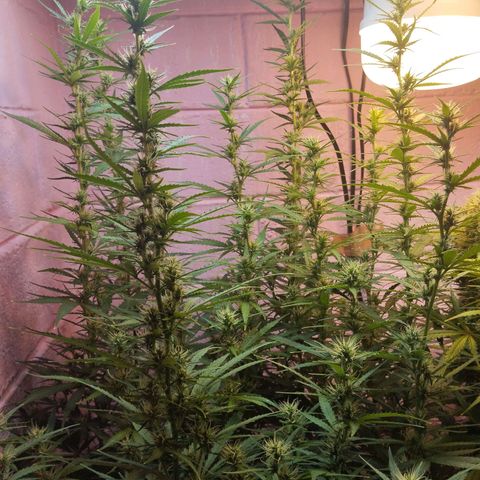 Sarah "la flaca"  111gr growlog timeline photo