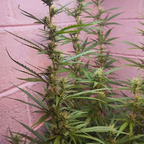 Sarah "la flaca"  111gr growlog timeline photo