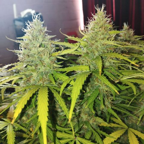 Mandarina y especias (Betty) 48gr growlog timeline photo