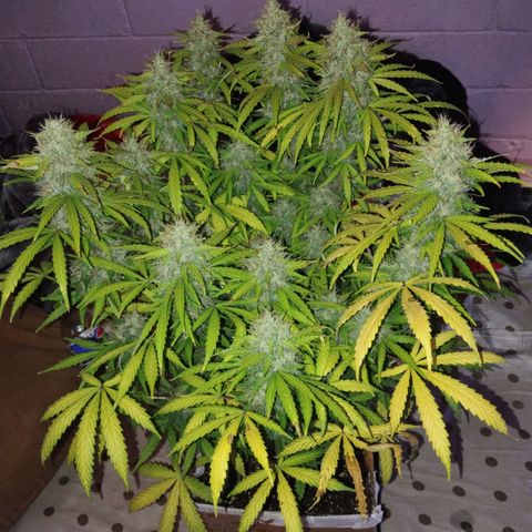 Mandarina y especias (Betty) 48gr growlog timeline photo