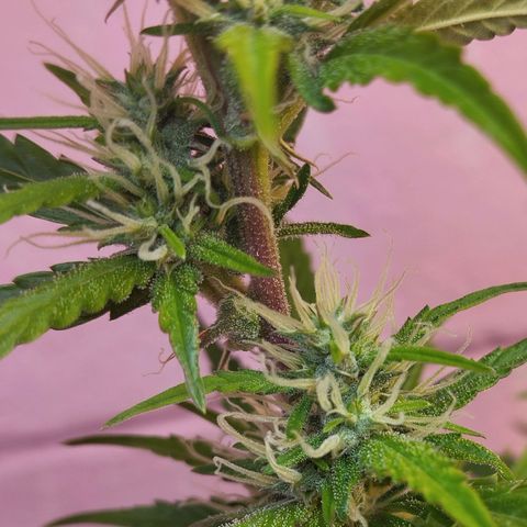 Sarah "la flaca"  111gr growlog timeline photo