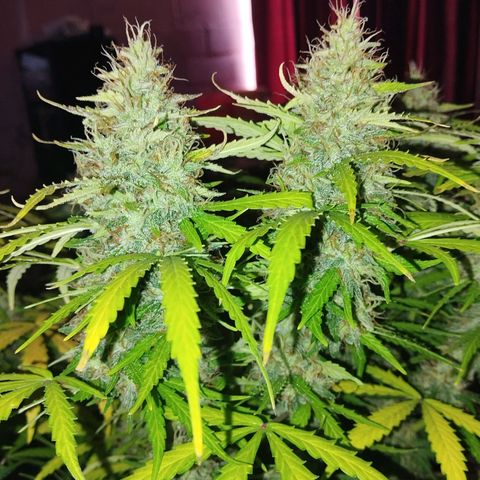Mandarina y especias (Betty) 48gr growlog timeline photo