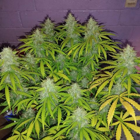 Mandarina y especias (Betty) 48gr growlog timeline photo
