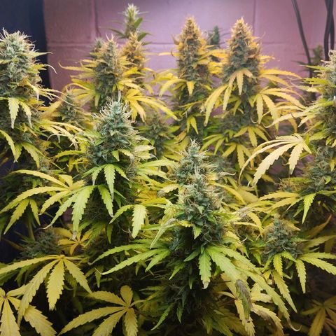 Mandarina y especias (Betty) 48gr growlog timeline photo