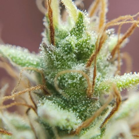 Mandarina y especias (Betty) 48gr growlog timeline photo