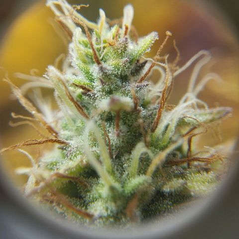 Mandarina y especias (Betty) 48gr growlog timeline photo