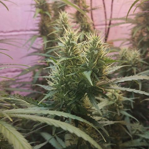 Sarah "la flaca"  111gr growlog timeline photo