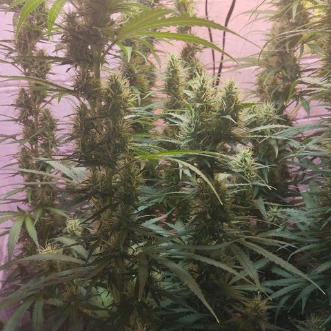 Sarah "la flaca"  111gr growlog timeline photo