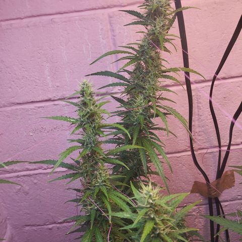 Sarah "la flaca"  111gr growlog timeline photo
