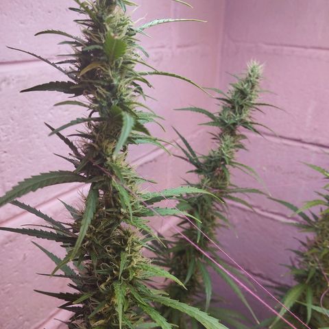 Sarah "la flaca"  111gr growlog timeline photo