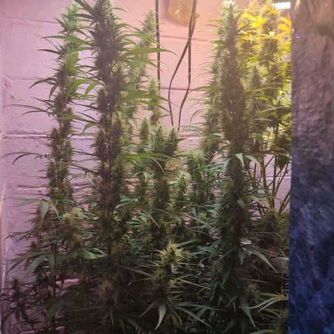 Sarah "la flaca"  111gr growlog timeline photo