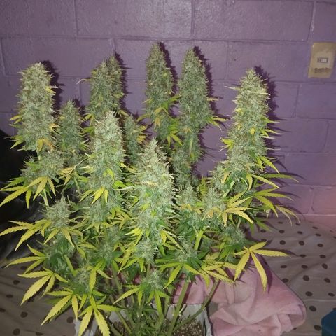 Mandarina y especias (Betty) 48gr growlog timeline photo