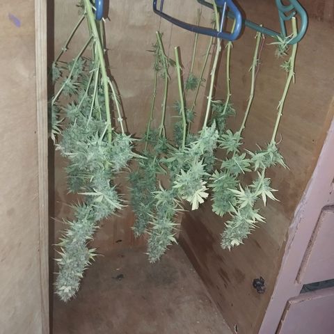 Mandarina y especias (Betty) 48gr growlog timeline photo
