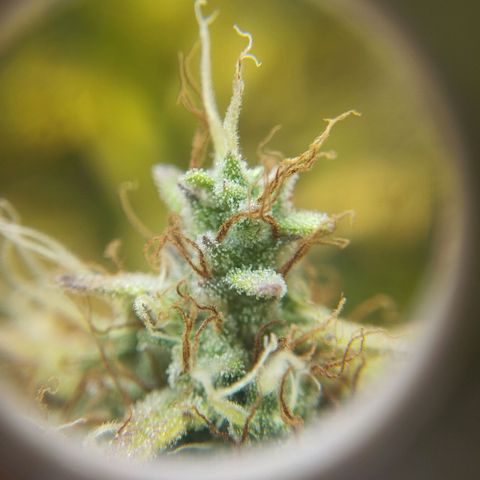 Mandarina y especias (Betty) 48gr growlog timeline photo