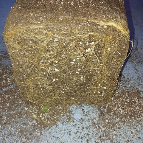 Mandarina y especias (Betty) 48gr growlog timeline photo