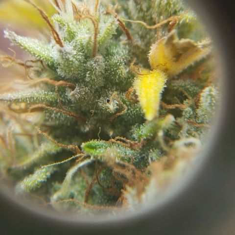 Mandarina y especias (Betty) 48gr growlog timeline photo