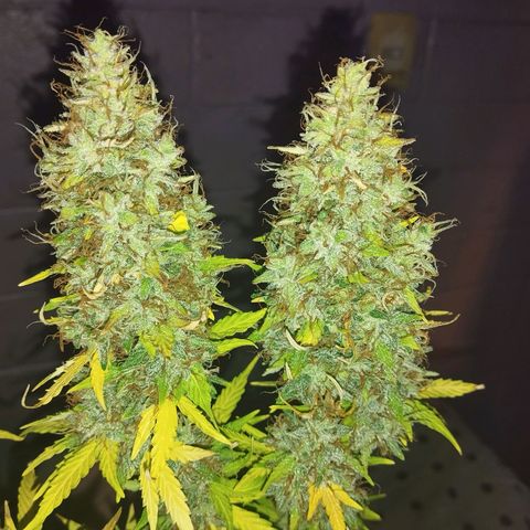 Mandarina y especias (Betty) 48gr growlog timeline photo