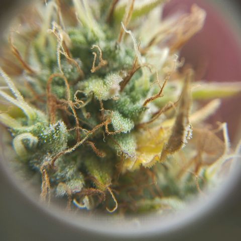 Mandarina y especias (Betty) 48gr growlog timeline photo