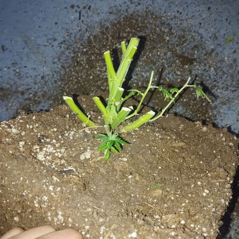Mandarina y especias (Betty) 48gr growlog timeline photo