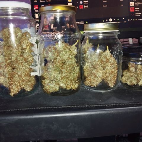 Mandarina y especias (Betty) 48gr growlog timeline photo