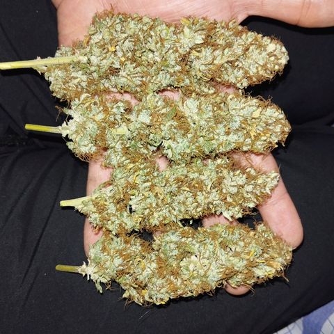 Mandarina y especias (Betty) 48gr growlog timeline photo