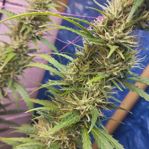 Sarah "la flaca"  111gr growlog timeline photo