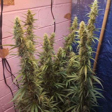 Sarah "la flaca"  111gr growlog timeline photo