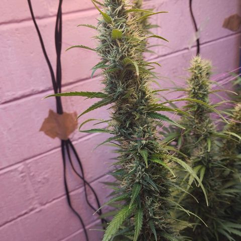 Sarah "la flaca"  111gr growlog timeline photo