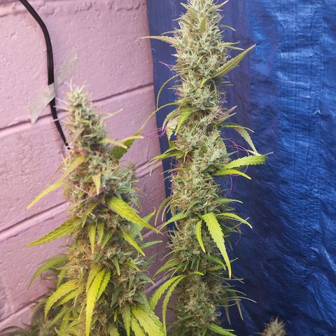 Sarah "la flaca"  111gr growlog timeline photo