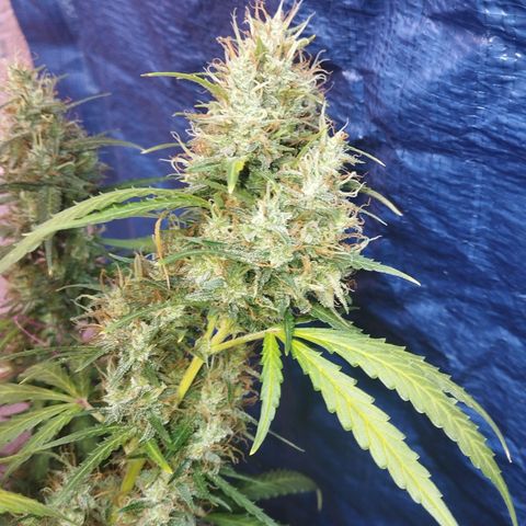 Sarah "la flaca"  111gr growlog timeline photo