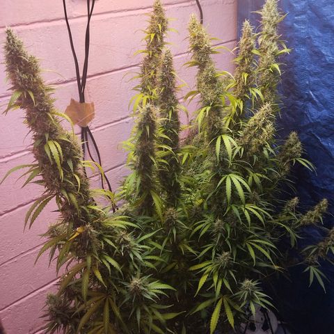 Sarah "la flaca"  111gr growlog timeline photo