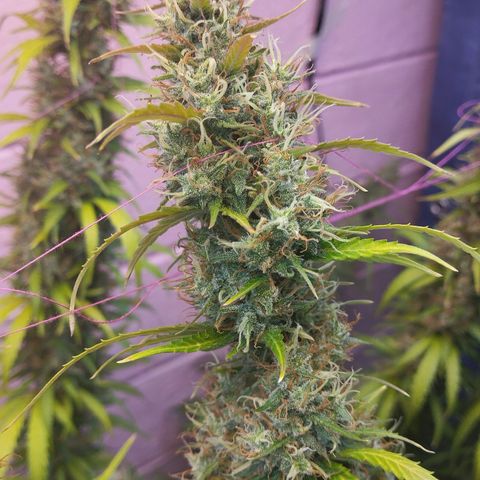 Sarah "la flaca"  111gr growlog timeline photo