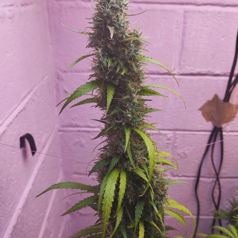 Sarah "la flaca"  111gr growlog timeline photo