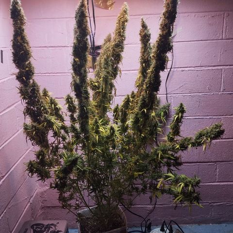 Sarah "la flaca"  111gr growlog timeline photo
