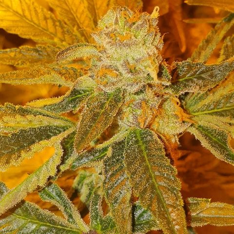 Royal Gorilla Automatic growlog photo: American